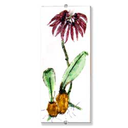 ORCHID PICTURATUM - Judith Menges