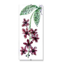 ORCHID SCHILLERIANA