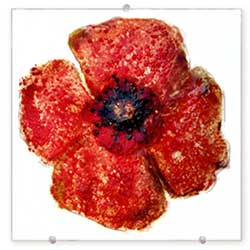 RED POPPY - Judith Menges